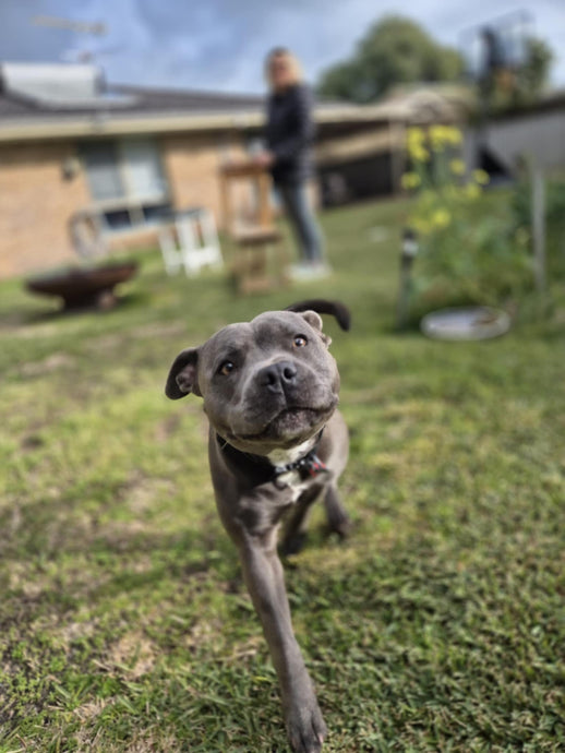 Honey &amp; Hemp Soap for Dogs: A Natural Way to Keep Your Pup Clean